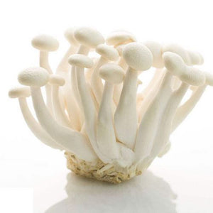 WHITE BEECH MUSHROOM  白玉菇