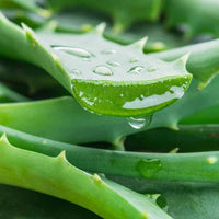 ALOE  蘆薈