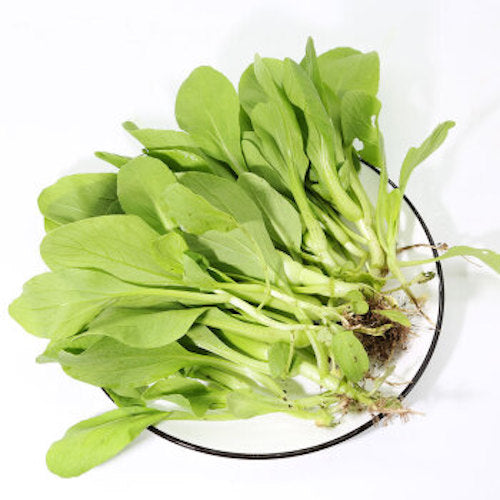 YU CHOY TIP  油菜苗