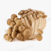 BROWN BEECH MUSHROOM
蟹味菇