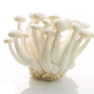 BEECH MUSHROOM WHITE  白玉菇